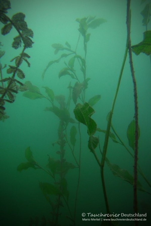 2015_08_10_BaggerseeLinkenheim_107