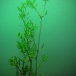 Nixkraut, Tauchen im Baggersee Streitköpfle