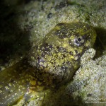 Ochsenfrosch Kaulquappe, Tauchen im Baggersee Streitköpfle