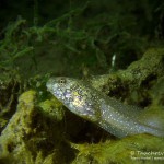 Ochsenfrosch Kaulquappe, Tauchen im Baggersee Streitköpfle