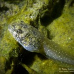 Ochsenfrosch Kaulquappe, Tauchen im Baggersee Streitköpfle