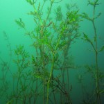 Nixkraut, Tauchen im Baggersee Streitköpfle