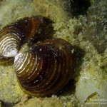 Körbchenmuschel, Tauchen im Baggersee Streitköpfle