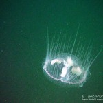 Süßwasserqualle (Craspedacusta sowerbii), Tauchen im Baggersee Streitköpfle