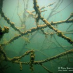 Alter Baum, Tauchen im Baggersee Streitköpfle