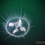 Süßwasserqualle (Craspedacusta sowerbii), Tauchen im Baggersee Streitköpfle