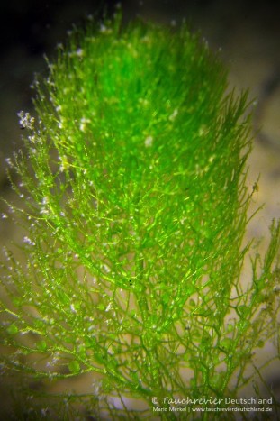 2015_08_10_BaggerseeLinkenheim_118