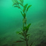 Laichkraut, Tauchen im Brechtsee