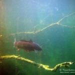 Schuppenkarpfen, Tauchen im Brechtsee