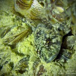 Groppe, Tauchen im Bodensee, Überlinger See