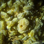 Süßwasserschwamm, Tauchen im Bodensee, Überlinger See