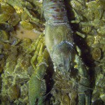 Amerikanischer Flußkrebs, Tauchen im Bodensee, Überlinger See