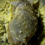 Schlammschnecke, Tauchen im Bodensee, Überlinger See