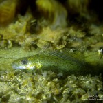 Kaulbarsch, Tauchen im Bodensee, Überlinger See