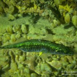 Dreistachliger Stichling, Tauchen im Bodensee, Überlinger See