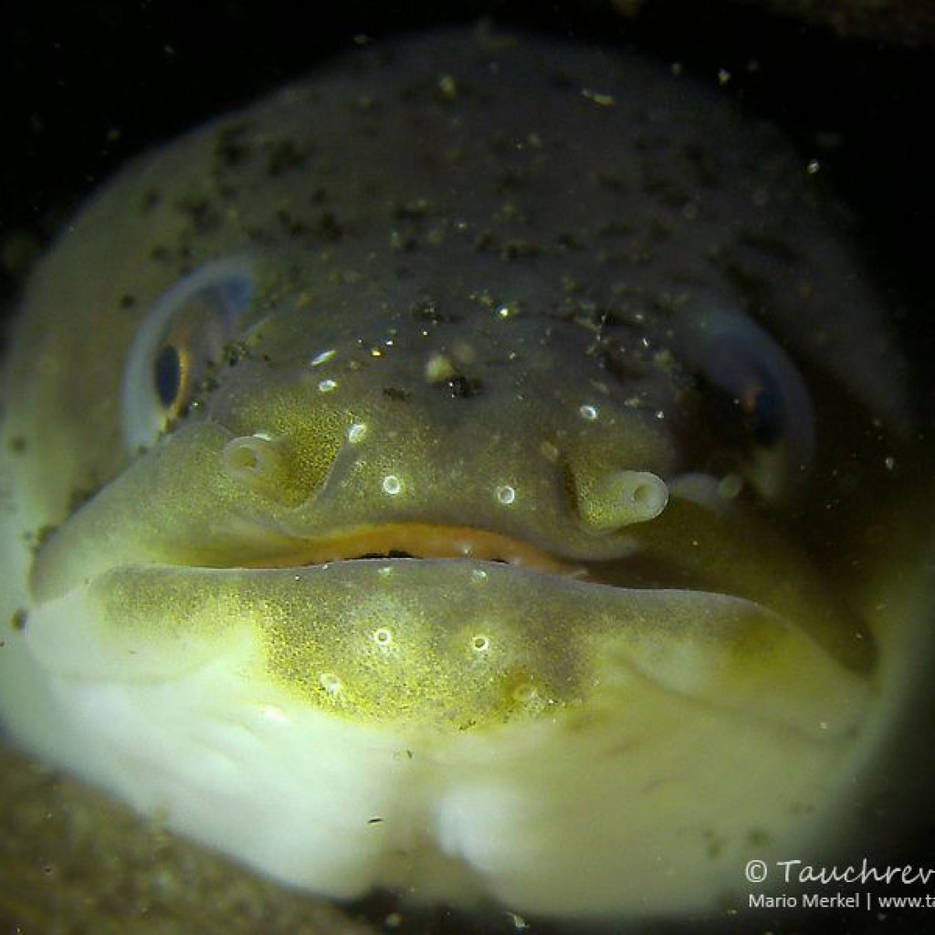 Aal (Anguilla anguilla) Tauchrevier Deutschland