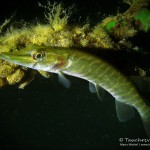 Hecht (Esox esox), Tauchen im Straussee (Brandenburg)