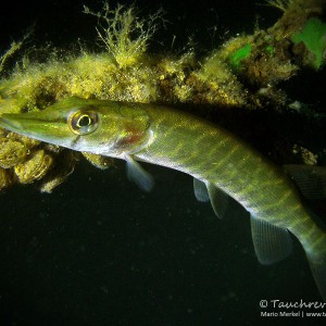 Hecht (Esox esox)