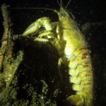 Amerikanischer Flußkrebs, Tauchen im Straussee (Brandenburg)