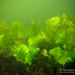 Teichrose, Tauchen im Kalksee