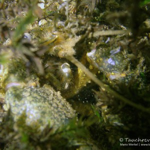 Amerikanischer Flußkrebs