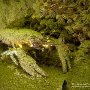 Amerikanischer Flußkrebs