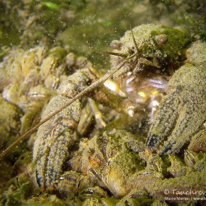 Amerikanischer Flußkrebs