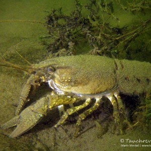 Amerikanischer Flußkrebs