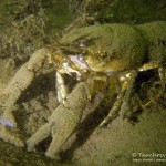 Amerikanischer Flußkrebs, Tauchen im Kalksee