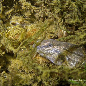 Steinbeißer (Cobitis taenia), Dorngrundel