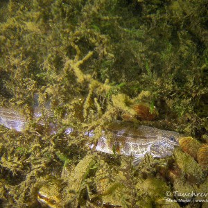 Steinbeißer (Cobitis taenia), Dorngrundel