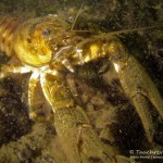 Amerikanischer Flußkrebs, Tauchen im Kalksee