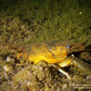 Amerikanischer Flußkrebs