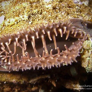 Siphon, Teichmuschel