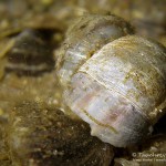 Schneckengehäuse, Tauchen im Kalksee