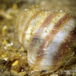 Schneckengehäuse, Tauchen im Kalksee