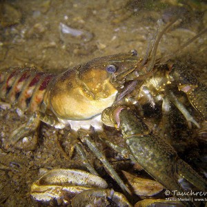 Amerikanischer Flusskrebs