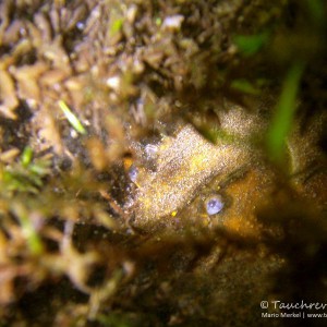 Amerikanischer Flusskrebs