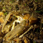 Amerikanischer Flusskrebs, Tauchen im Kalksee