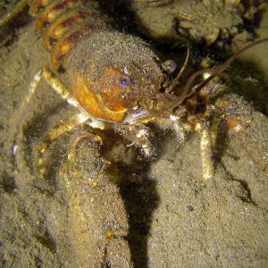 Amerikanischer Flusskrebs