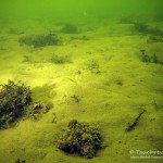 Tauchen im Kalksee