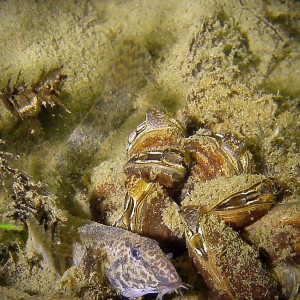 Steinbeißer (Cobitis taenia), Dorngrundel, Schmerle