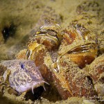 Steinbeißer (Cobitis taenia), Dorngrundel, Schmerle, Tauchen im Kalksee