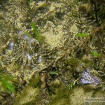 Steinbeißer (Cobitis taenia), Dorngrundel, Schmerle, Tauchen im Kalksee