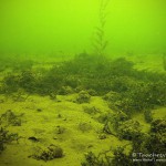 Tauchen im Kalksee