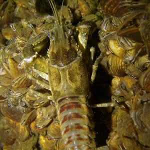 Amerikanischer Flusskrebs