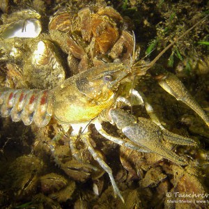 Amerikanischer Flusskrebs