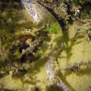 Steinbeißer (Cobitis taenia), Dorngrundel, Schmerle