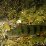 Steinbeißer (Cobitis taenia), Dorngrundel, Schmerle, Tauchen im Kalksee