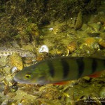 Steinbeißer (Cobitis taenia), Dorngrundel, Schmerle, Tauchen im Kalksee